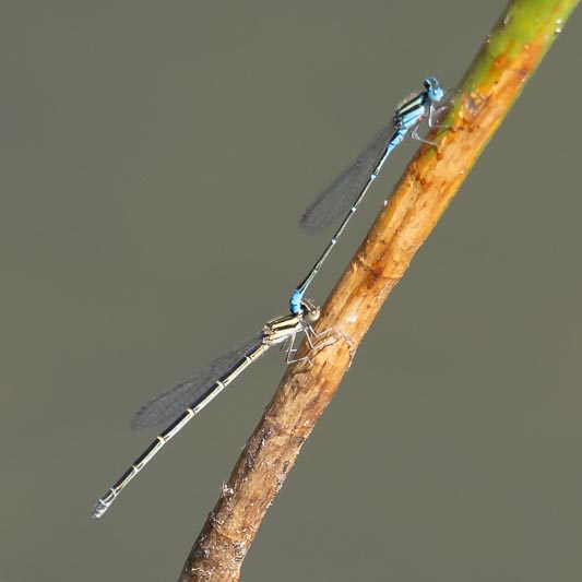 Austroagrion watsoni (Eastern Billabongfly) tandem.jpg